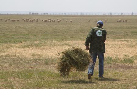 Saiga Feeding