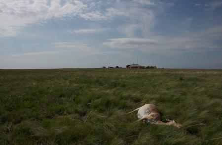 Saiga Deaths 2015