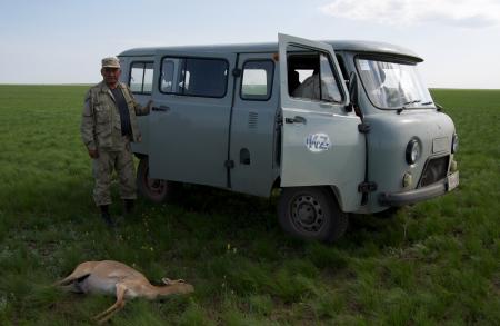 Saiga Deaths 2015