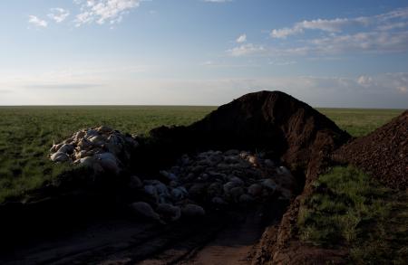 Saiga Deaths 2015