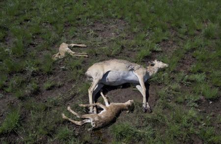 Saiga Deaths 2015