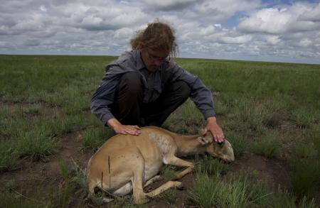 Saiga Deaths 2015