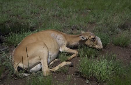 Saiga Deaths 2015