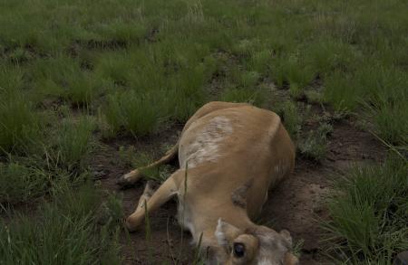 Saiga Deaths 2015