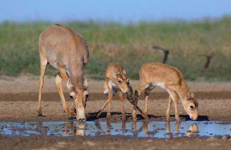 Saiga Calf - Stepnoi 2015