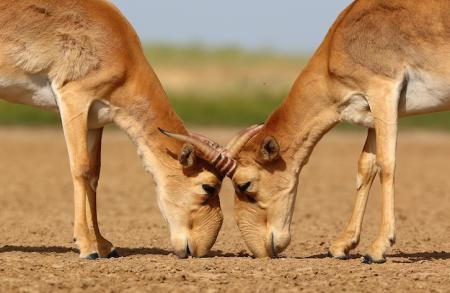 Male Saiga - Stepnoi 2015