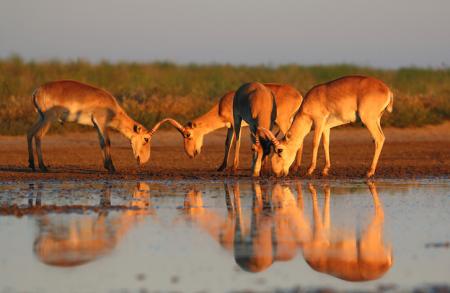 Saiga Drinking - Stepnoi 2015