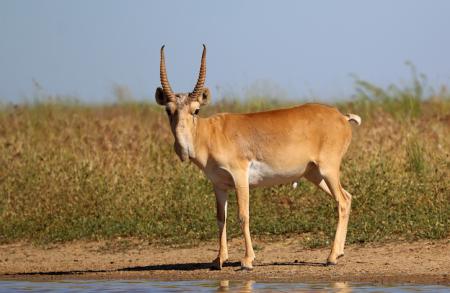 Male Saiga - Stepnoi 2015