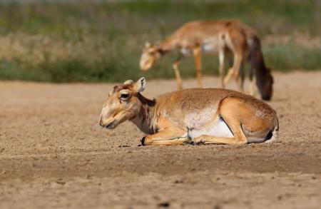 Saiga - Stepnoi 2015