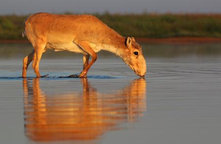 Saiga Female - Stepnoi 2015