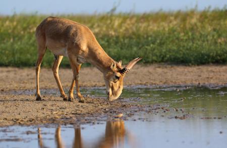 Male Saiga - Stepnoi 2015