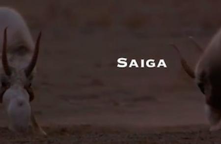 Saiga Update