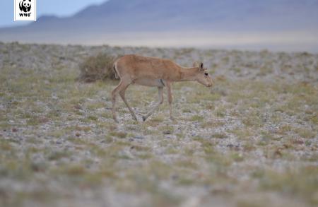 Mongolian Saiga