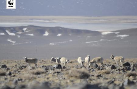 Mongolian Saiga Herd