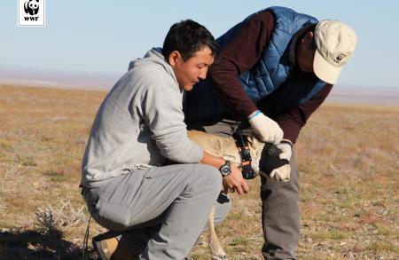 Collaring Mongolian Saiga