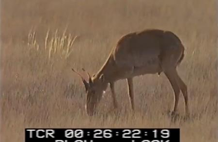 Saiga