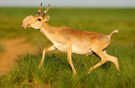 Male Saiga