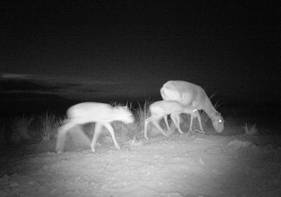 Saigas in a camera trap