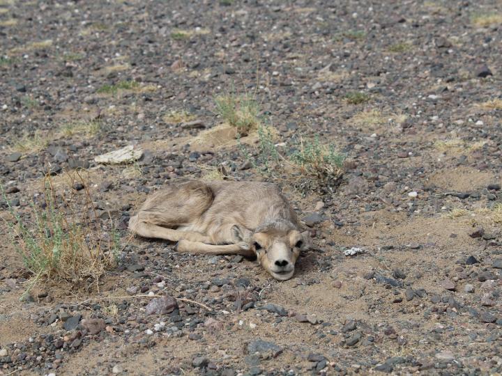 newborn saiga