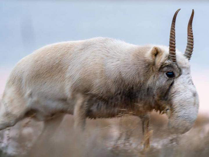 saiga