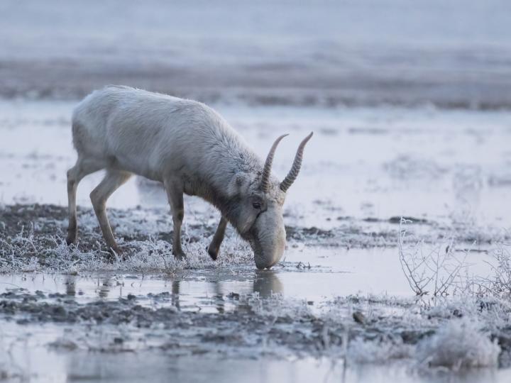 saiga