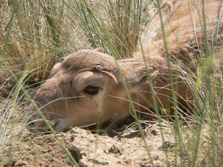 Saiga Calf