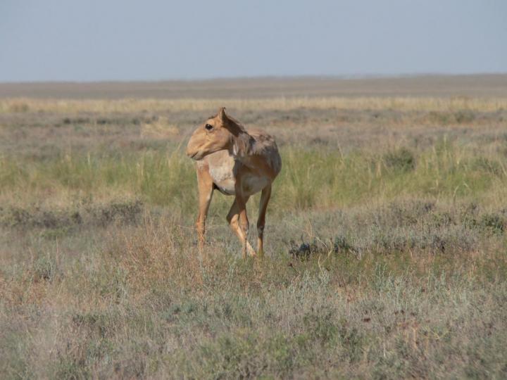 Saiga Female on the Steppe