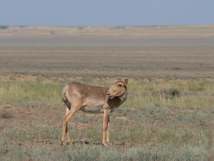 Saiga Female on the Steppe Plateau