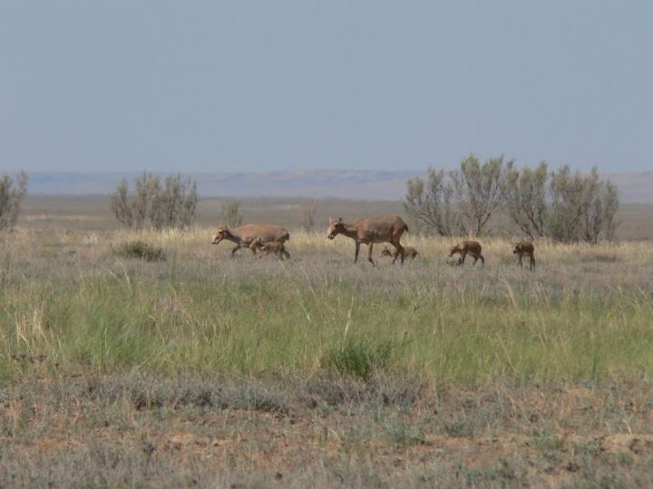 Saiga Females with Calves