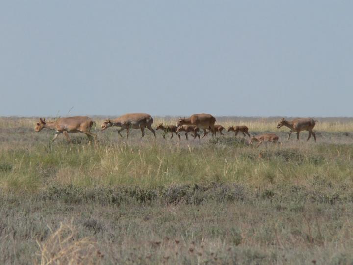 Small Female Saiga Herd