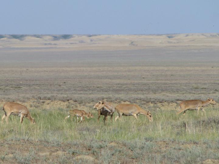 Saiga Herd on the Steppes