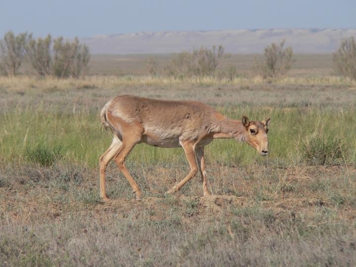 Saiga Female Feeding