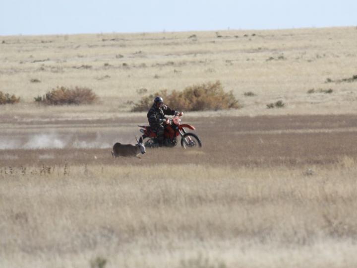 Herding Saiga by Motorbike