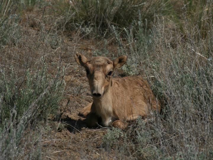 Young Saiga in Grass