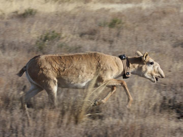 Saiga with GPS Collar