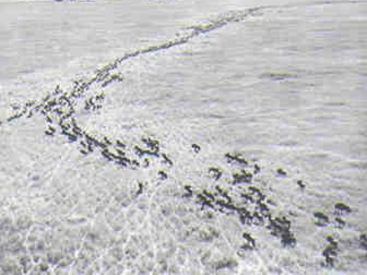 Historic Saiga Aerial Photograph