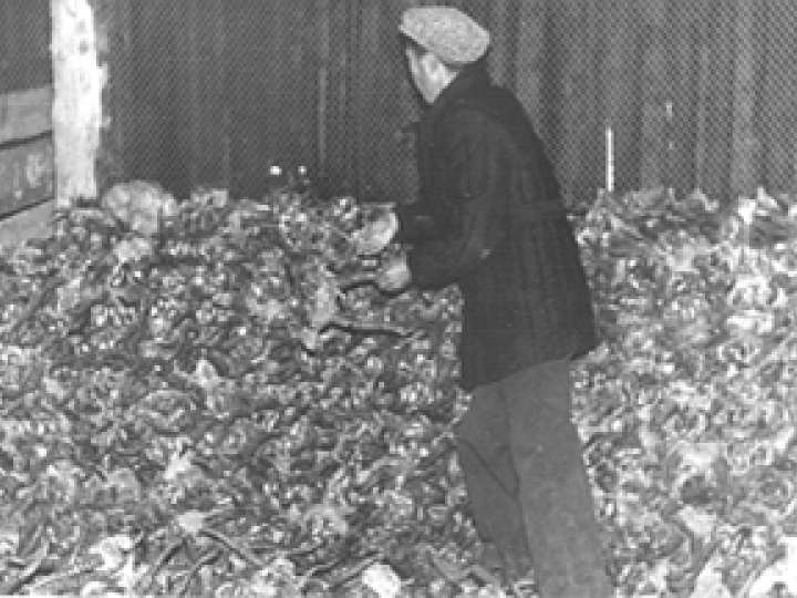 Historic Stockpile of Saiga Skulls