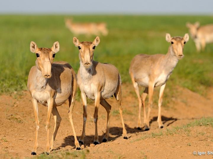 Three Female Saigas