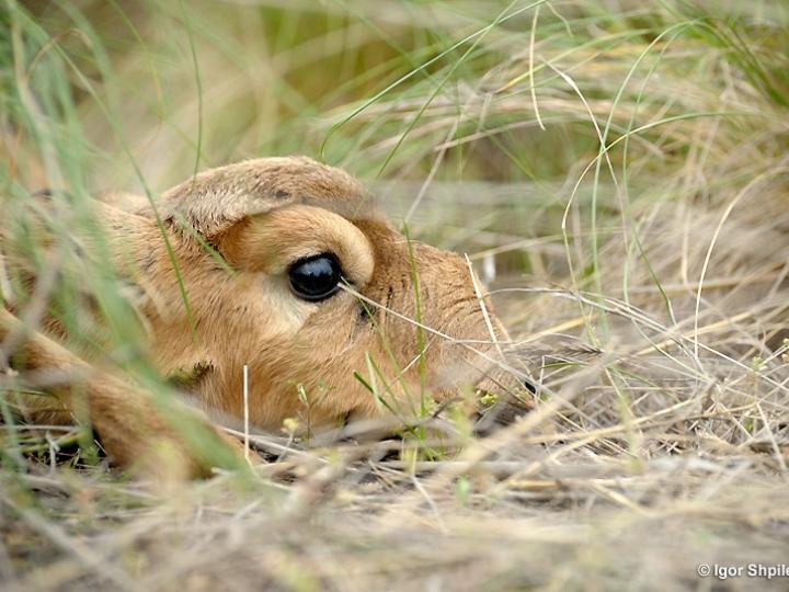 Baby Saiga Hiding in Grass