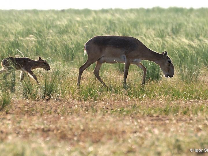 Mother Saiga with Calf