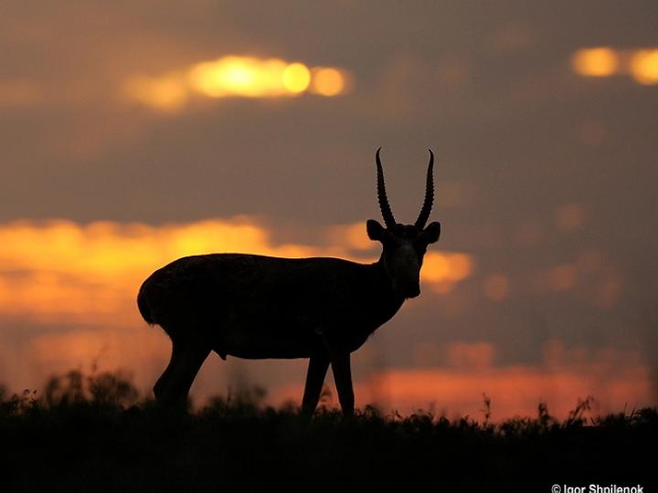 Male Saiga at Sunset