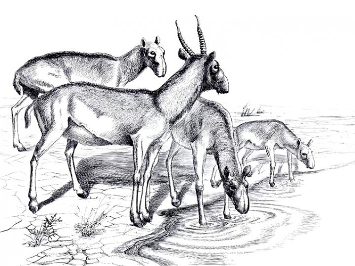 Drawing of Saiga Herd Drinking