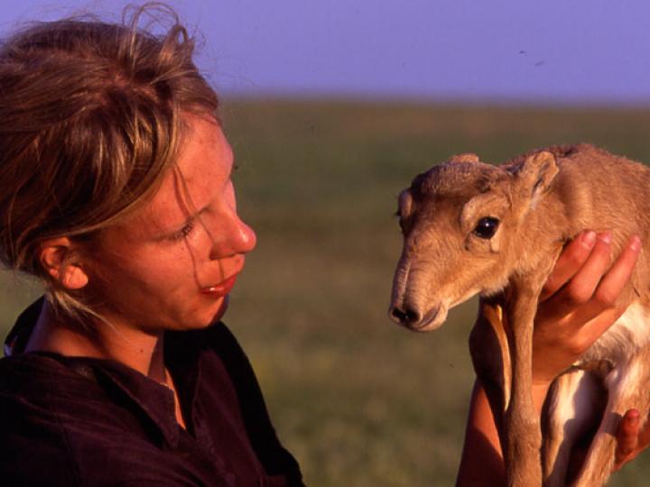 Inspecting a Saiga Calf