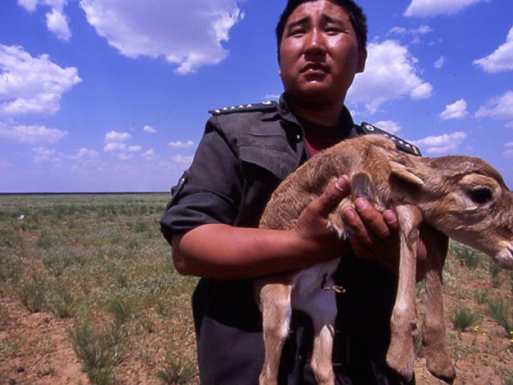 Ranger Holding a Saiga Calf