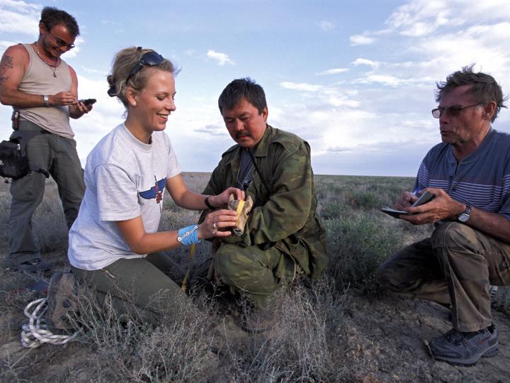 Measuring a Saiga Calf