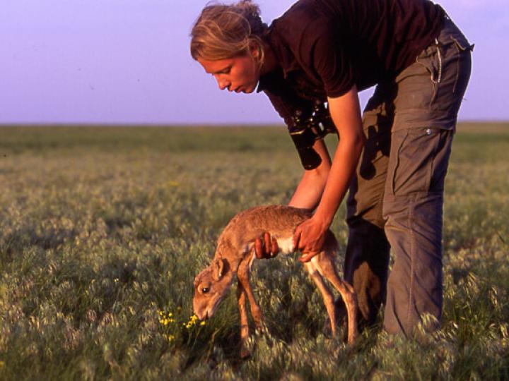 Releasing a Saiga Calf