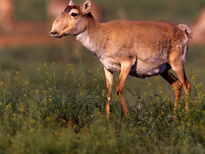 Saiga Female