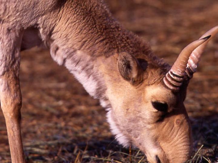 Saiga Male