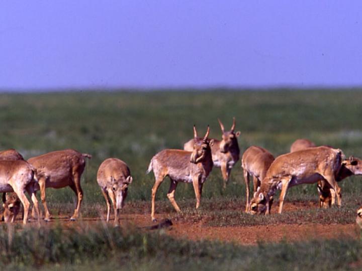 Herd of Grazing Saiga