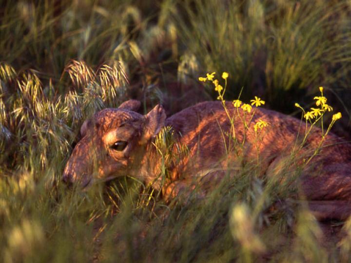 Saiga Calf Lying in the Grass